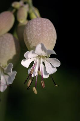 v3/89/482789/3/46255983.Whiteweed1s.jpg