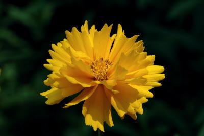Coreopsis 2s.jpg