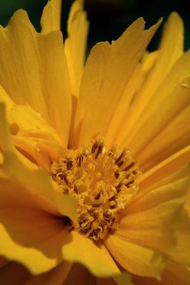 Coreopsis 3s.jpg