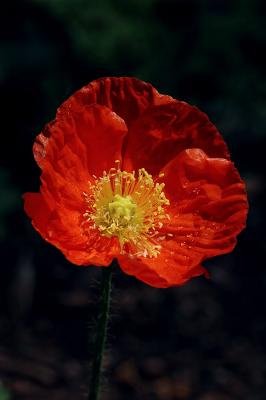 Orange Poppy 2s.jpg