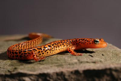 Orange Salamander 5s.jpg
