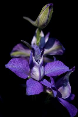 larkspur 2s.jpg