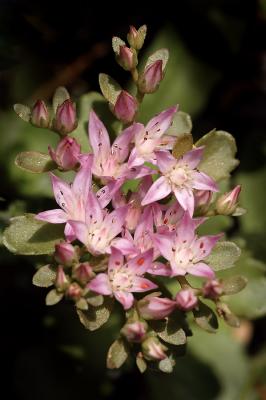 v3/89/482789/3/46256040.Sedum1s.jpg