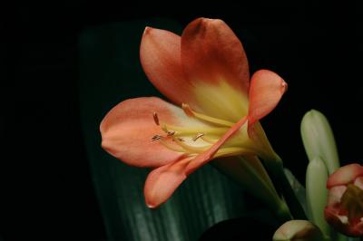 Cafier Lilly 1s.jpg