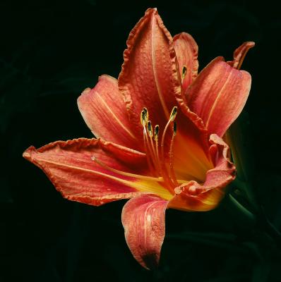 Day lilly 1s.jpg
