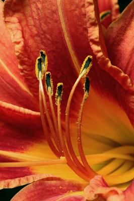 Day Lilly 2s.jpg