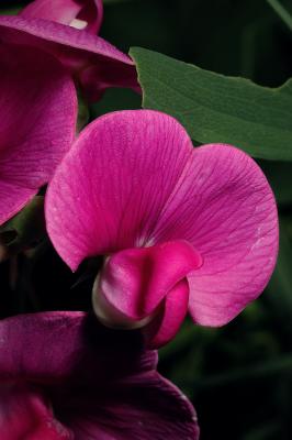 Wild Pea 2s.jpg