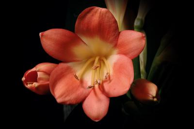 Cafier Lilly 2s.jpg