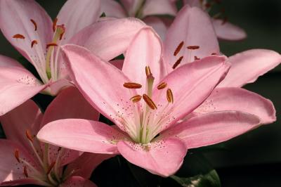 Pink Lilly 1s.jpg