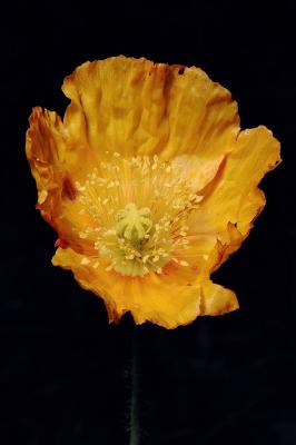 Yellow Poppy 2s.jpg