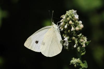 White butterfly 1s.jpg