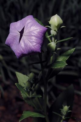 balloon flower 4s.jpg
