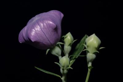 Balloon Flower 5s.jpg