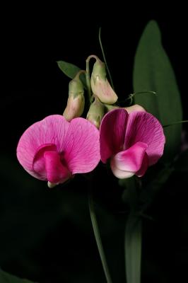 Wild Pea 4s.jpg