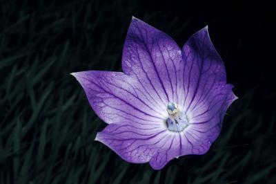 Balloon Flower 6s.jpg