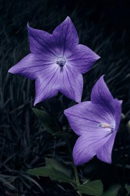 Balloon Flower 7s.jpg