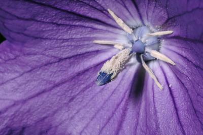 Balloon Flower 9s.jpg