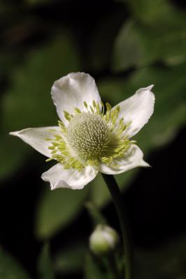 White weed 1s.jpg