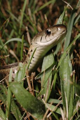 Garter Snake 3s.jpg