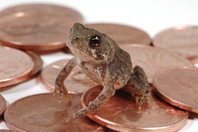 Toad Penny 2s.jpg
