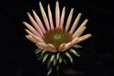 Coneflower 1s.jpg