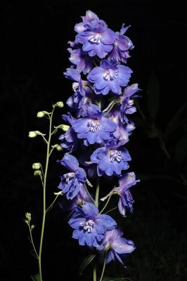 v3/89/482789/3/46328222.Delphinium2s.jpg