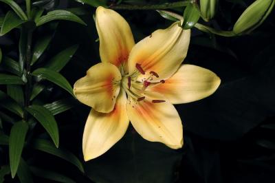 Yellow Lilly 1s.jpg