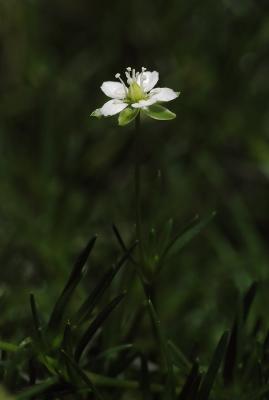 Moss Flower 1s.jpg