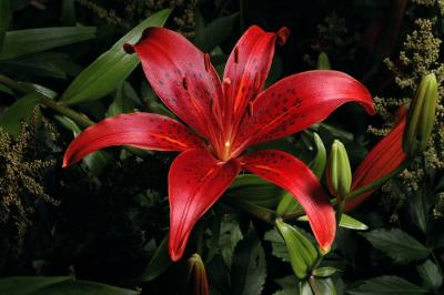 Tiger Lilly red 1s.jpg