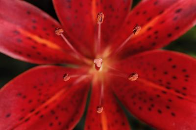 Tiger Lilly red 2s.jpg