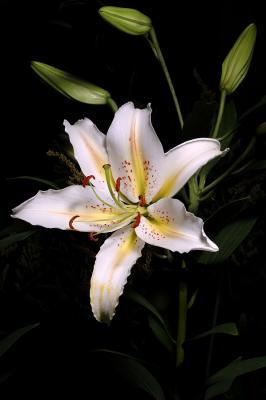 Tiger Lilly Wht Yel 1s.jpg