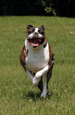 Wiggy Running 3s.jpg