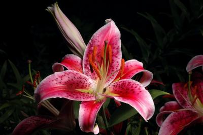 Stargazer 1s.jpg