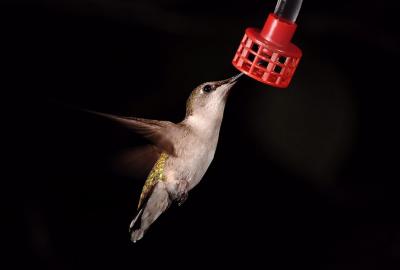 Female hummer 2s.jpg