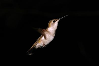 Female hummer 3s.jpg