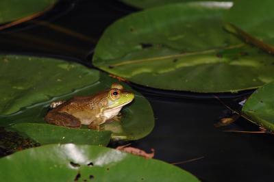 Frog on Lillypad s.jpg