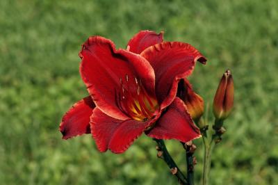 Day lilly red 1s.jpg