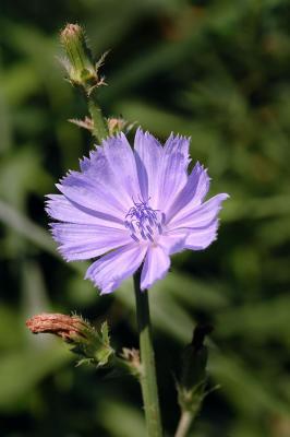 v3/89/482789/3/47062750.Cornflower1s.jpg