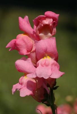 Pink Snapdragon s.jpg