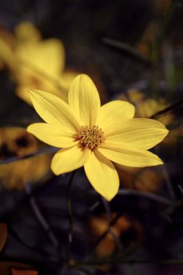 Yellow flower s.jpg