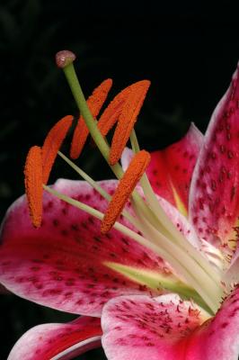 Stargazer 2s.jpg