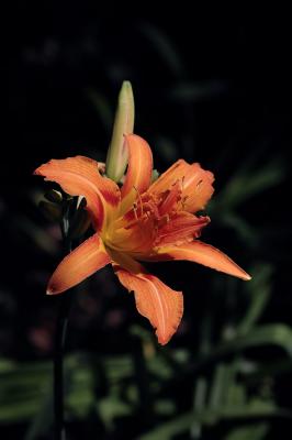 Double Daylilly 1s.jpg