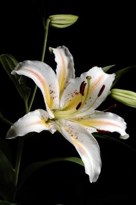 Tiger Lilly Wht Yel 2s.jpg