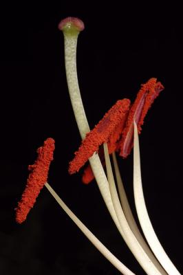 Lilly Stamens 1s.jpg