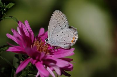 gray butterfly 1s.jpg