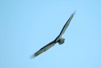 Turkey Vulture 1s.jpg