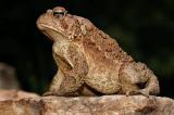 Toad 2s.jpg