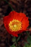 Orange Poppy 1s.jpg