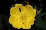 Yellow Primrose 1s.jpg