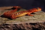 Orange Salamander 4s.jpg